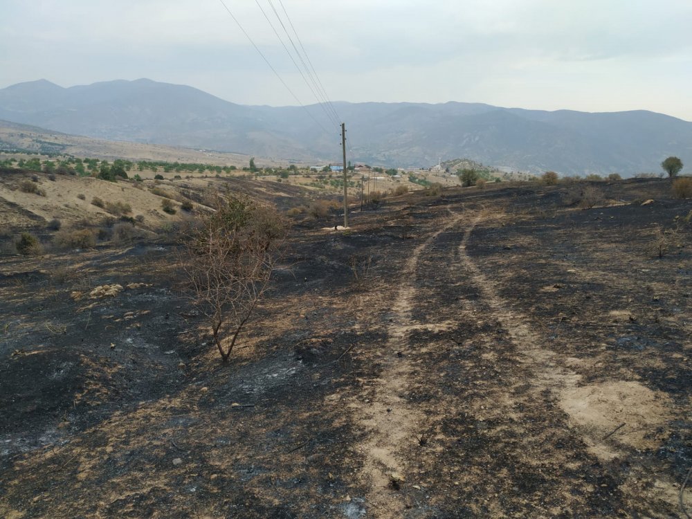 Elazığ'daki yangında 500 dönüm alan zarar gördü, binlerce arı öldü