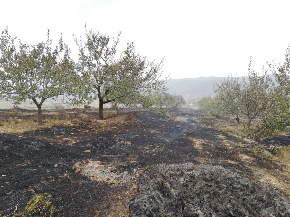 Elazığ'daki yangında 500 dönüm alan zarar gördü, binlerce arı öldü