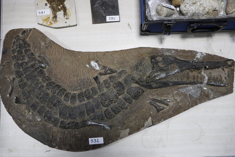 Adnan Oktar'ın kaçak fosilleri 417 milyon yıl öncesine ait çıktı