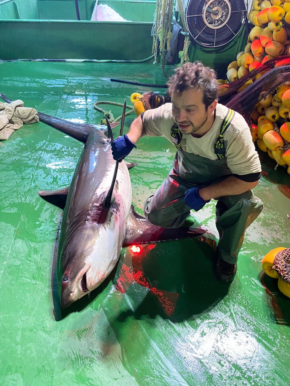 Ağlara takılmıştı, 4 metre boyundaki köpek balığı, yeniden denize bırakıldı.
