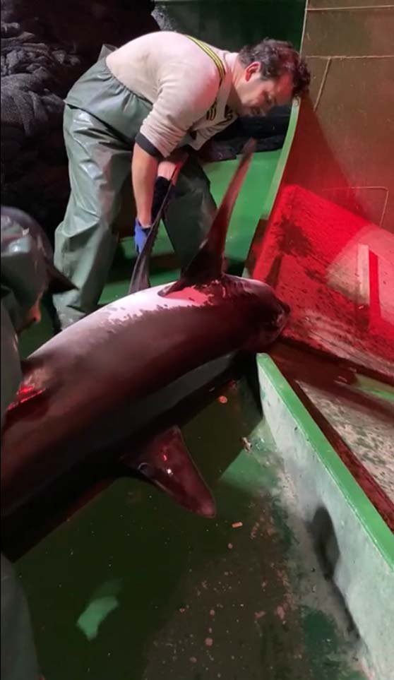 Ağlara takılmıştı, 4 metre boyundaki köpek balığı, yeniden denize bırakıldı.