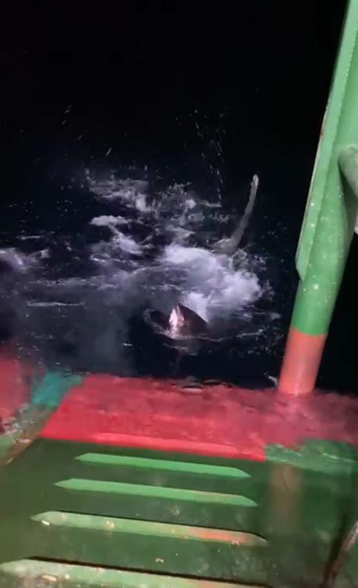 Ağlara takılmıştı, 4 metre boyundaki köpek balığı, yeniden denize bırakıldı.