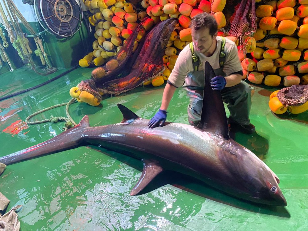 Ağlara takılmıştı, 4 metre boyundaki köpek balığı, yeniden denize bırakıldı.