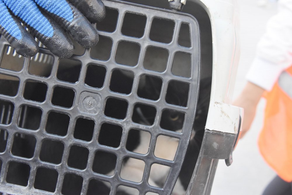 'Mestan' isimli kedi, Yılmaz Erbek Apartmanı enkazından 97 saat sonra canlı çıkarıldı