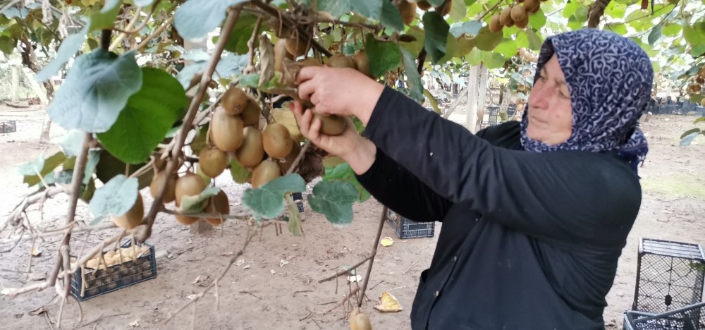 Coğrafi işaretli Ordu kivisinde hasat zamanı
