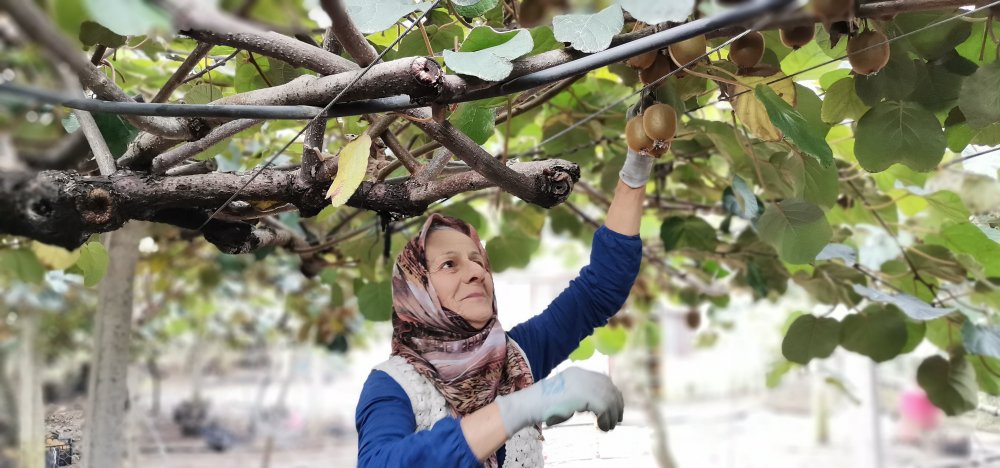Coğrafi işaretli Ordu kivisinde hasat zamanı