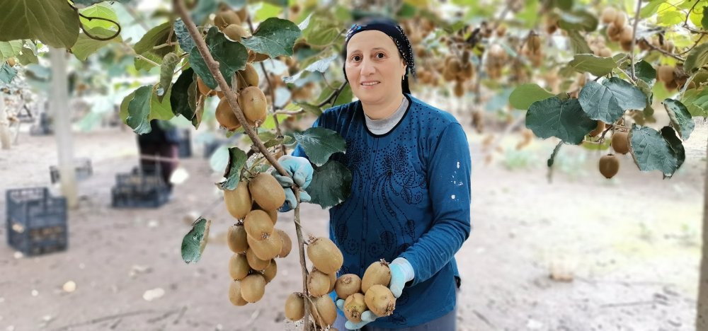 Coğrafi işaretli Ordu kivisinde hasat zamanı