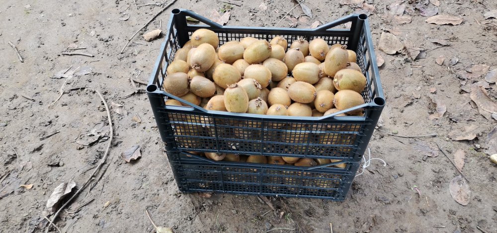 Coğrafi işaretli Ordu kivisinde hasat zamanı