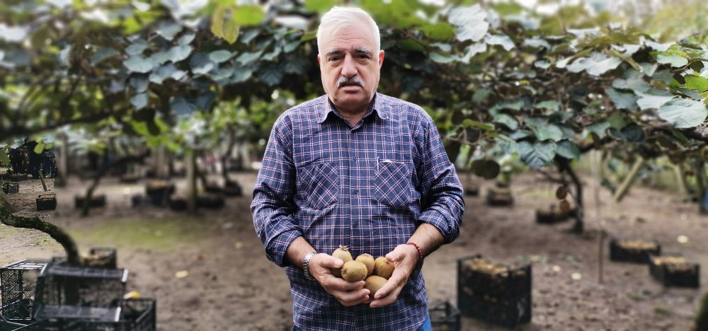 Coğrafi işaretli Ordu kivisinde hasat zamanı