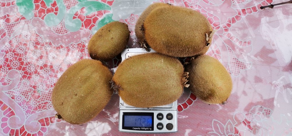 Coğrafi işaretli Ordu kivisinde hasat zamanı