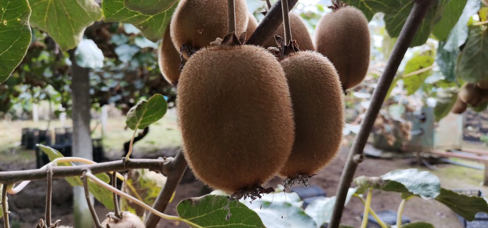Coğrafi işaretli Ordu kivisinde hasat zamanı
