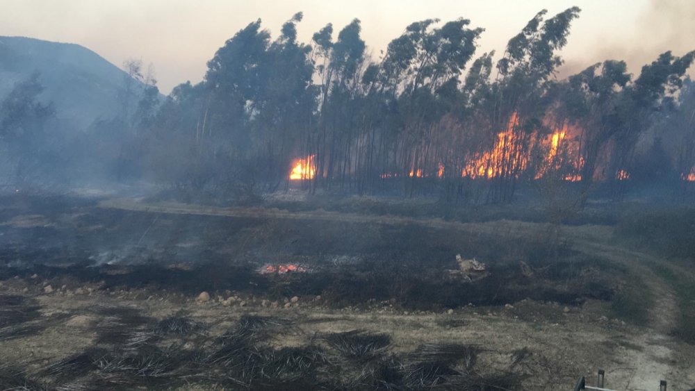 Muğla'da 2 bölgede çıkan sazlık yangını söndürüldü