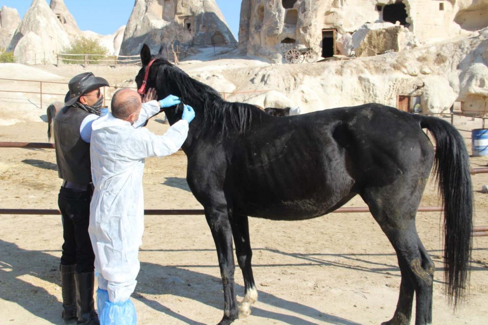 Nevşehir'de  hayvanlara mikroçip takıldı