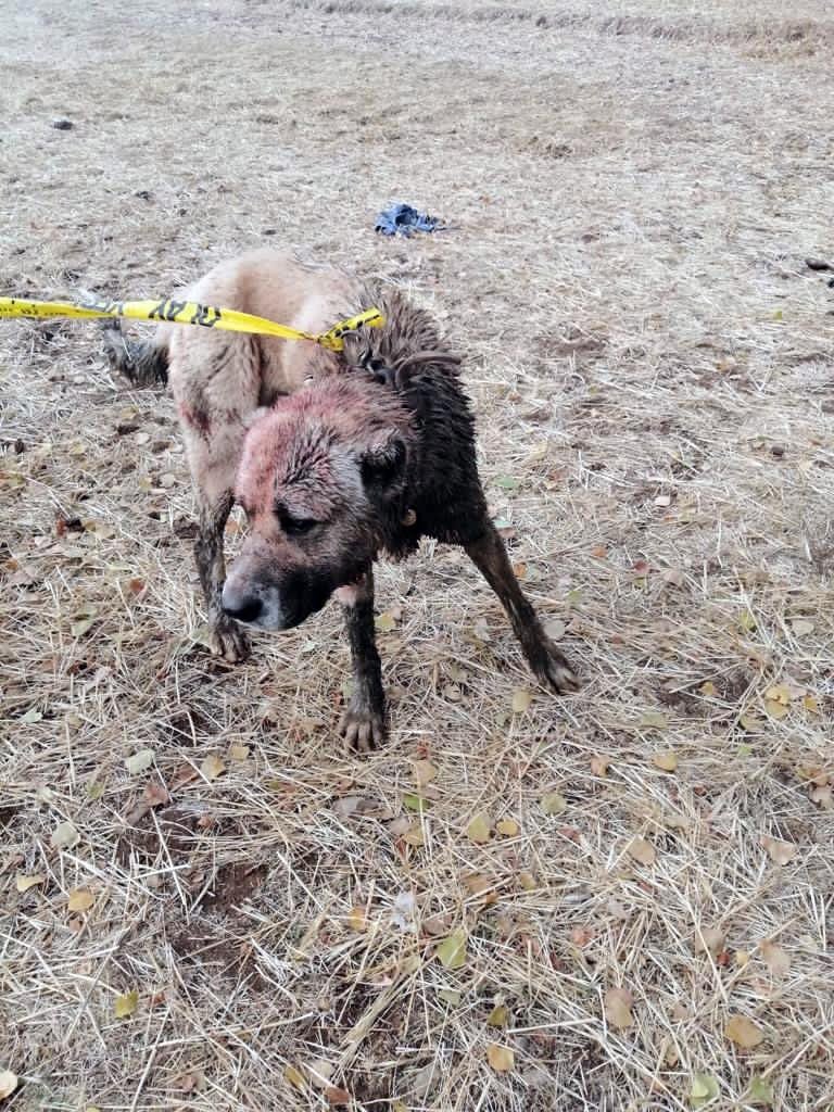 Yozgat'ta köpek dövüşü organize eden 8 kişi yakalandı