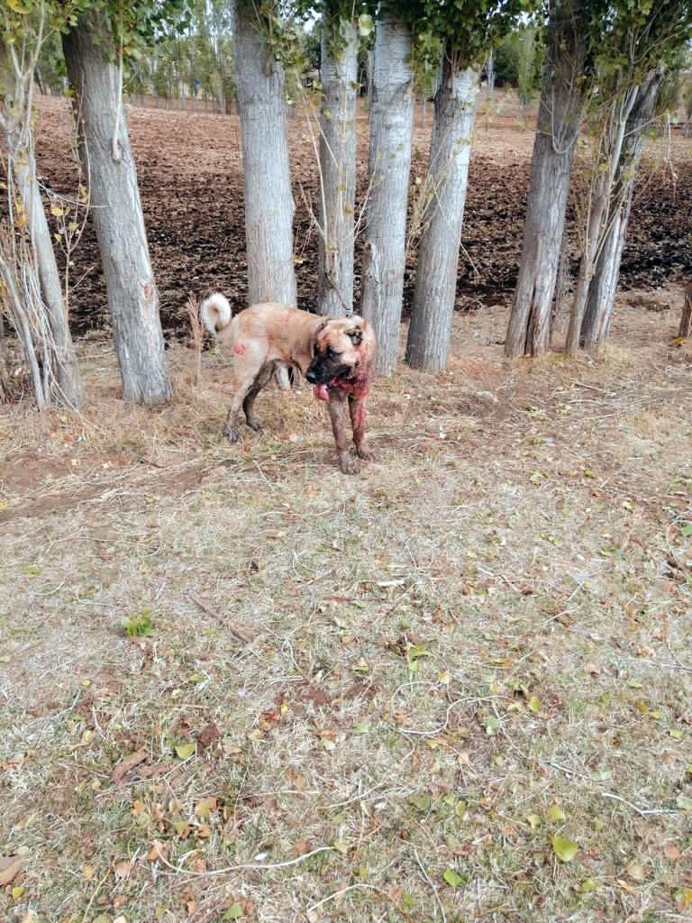 Yozgat'ta köpek dövüşü organize eden 8 kişi yakalandı