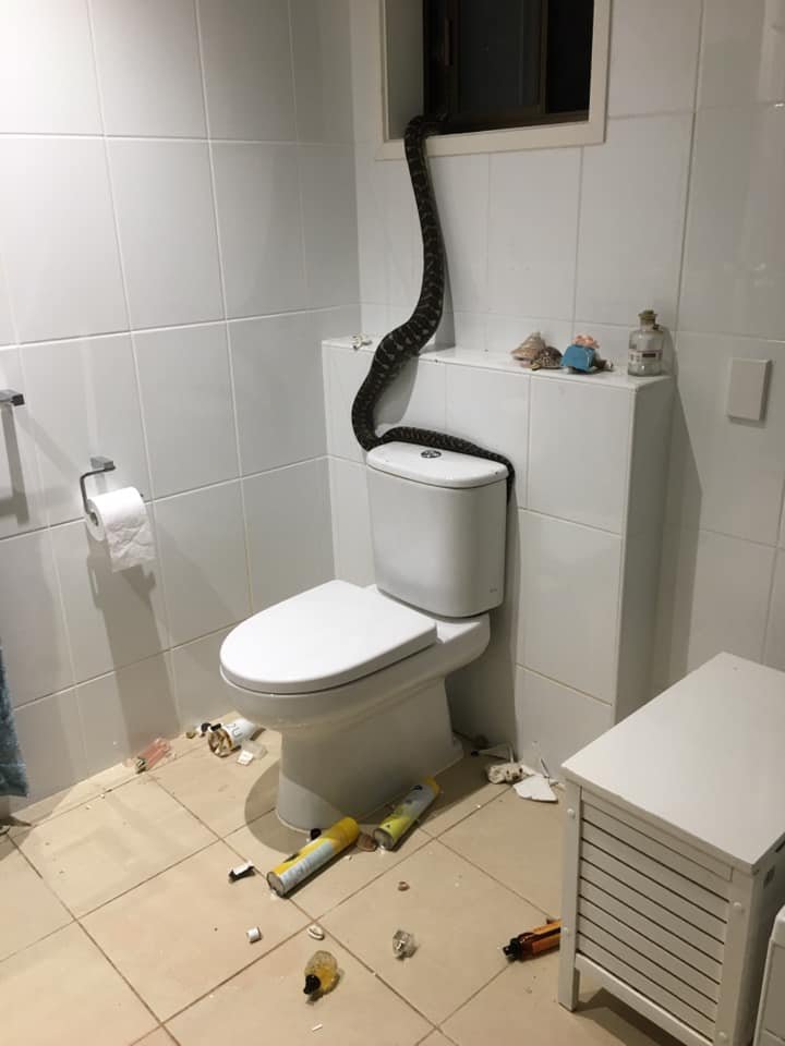 Banyoya giren dev piton korkuttu