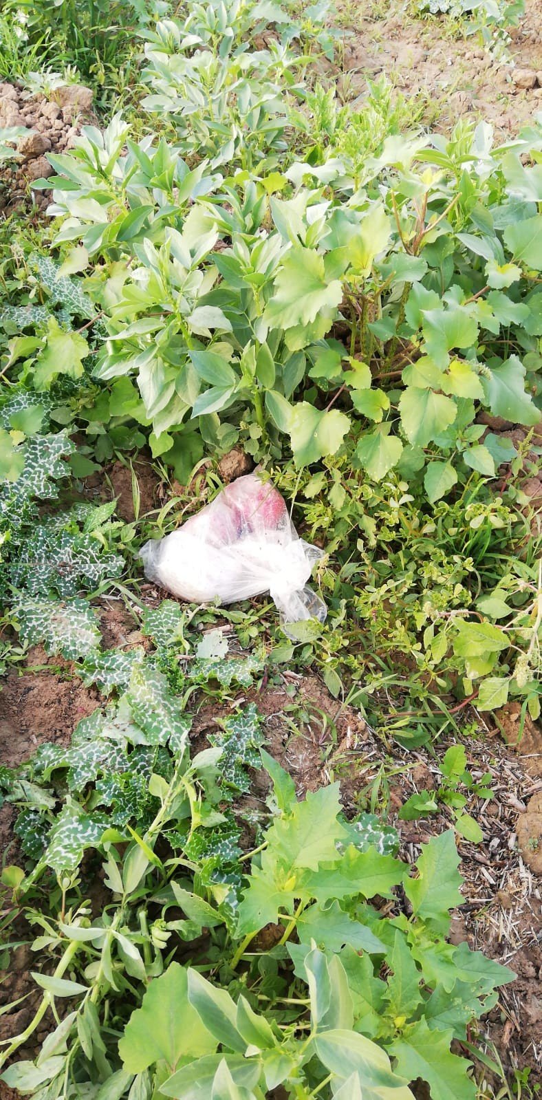 Altınözü'de, tarlada gömülü 3,5 kilo uyuşturucu ele geçirildi