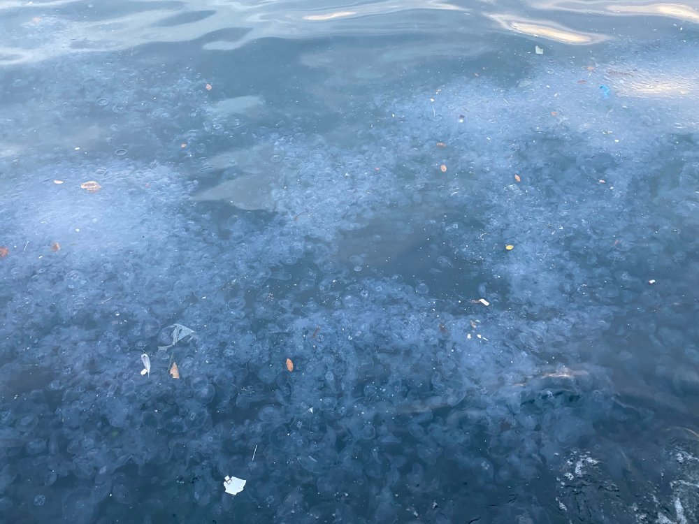 Üsküdar'da binlerce denizanası kıyıya vurdu