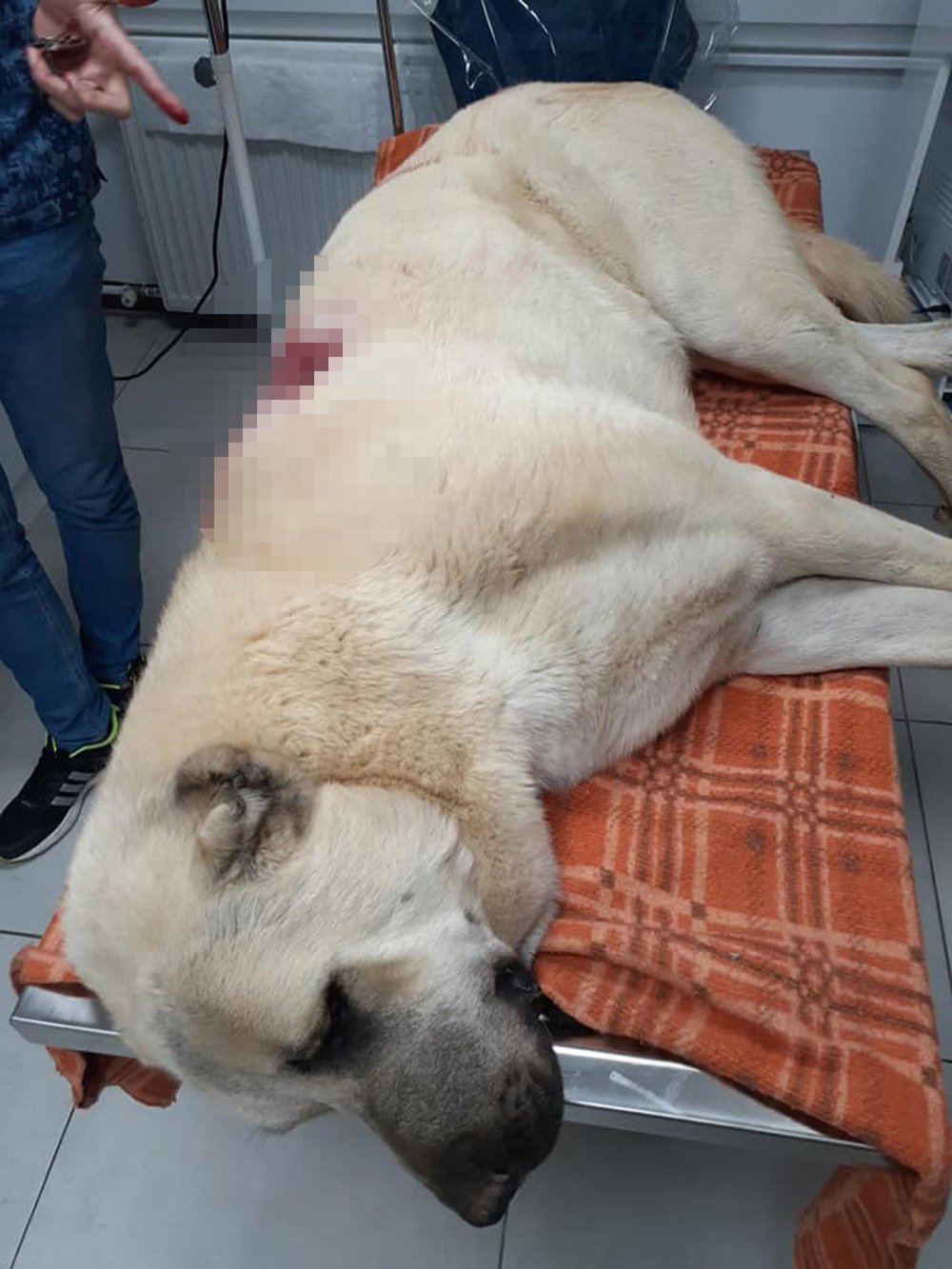 Tüfekle otomobilden ateş açıldı  Kangal çoban köpeği, 42 saçmayla yaralandı