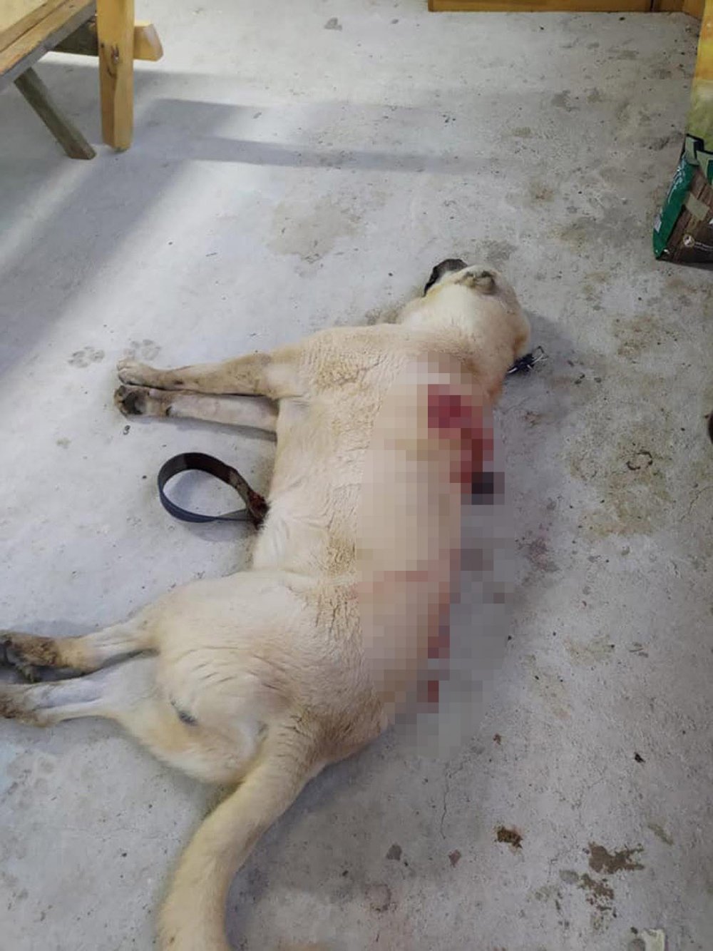 Tüfekle otomobilden ateş açıldı  Kangal çoban köpeği, 42 saçmayla yaralandı