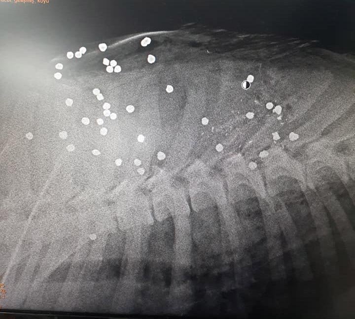 Tüfekle otomobilden ateş açıldı  Kangal çoban köpeği, 42 saçmayla yaralandı