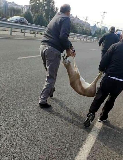 'Veterinere götüreceğim' diyerek aracına aldığı yaralı ceylanla kayıplara karıştı