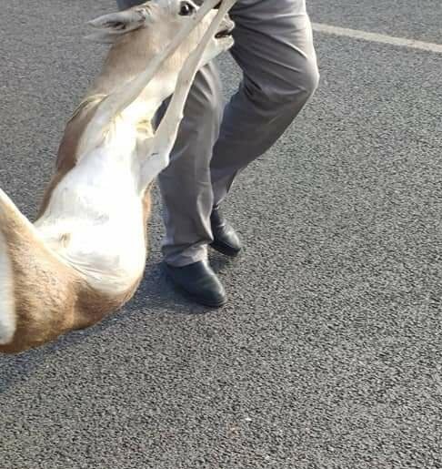'Veterinere götüreceğim' diyerek aracına aldığı yaralı ceylanla kayıplara karıştı