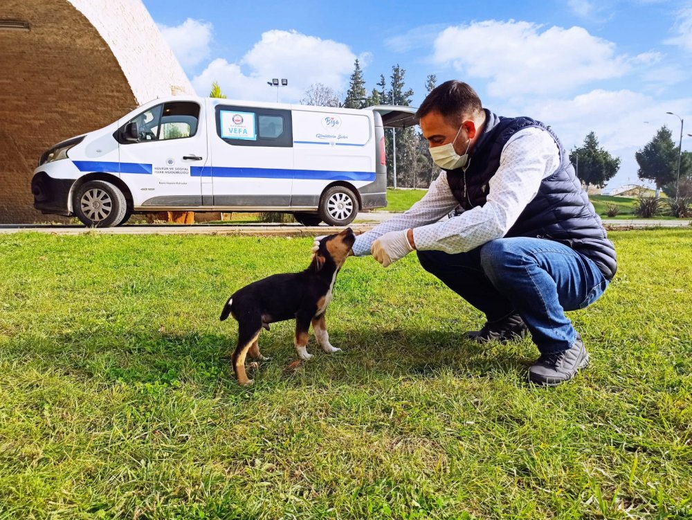Belediye kısıtlamada sokak hayvanlarını unutmadı