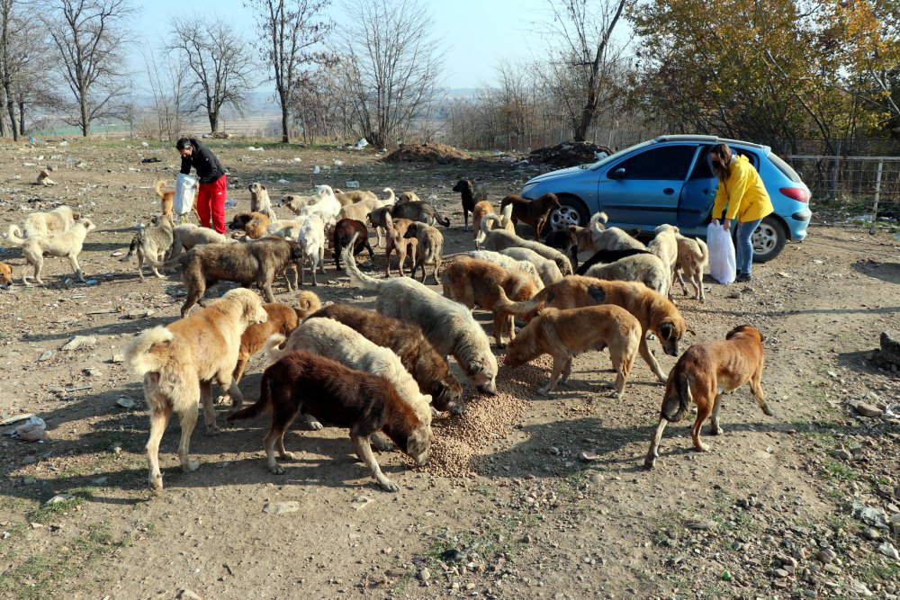 Kısıtlamada, sokak hayvanlarını nöbetleşe beslediler