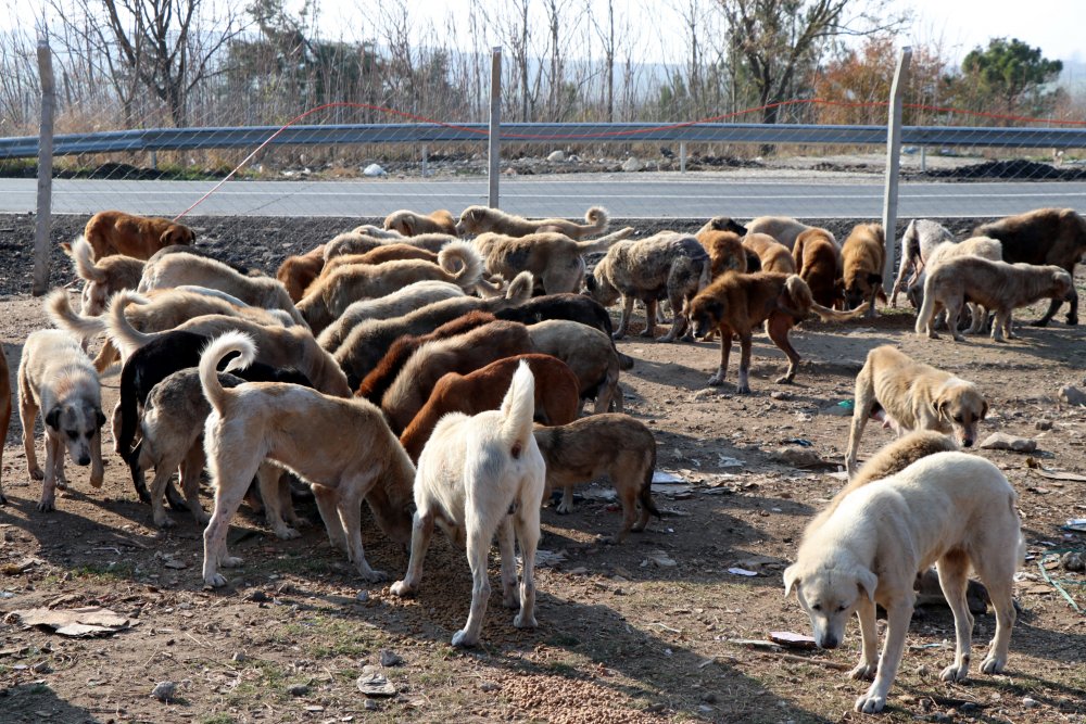 Kısıtlamada, sokak hayvanlarını nöbetleşe beslediler