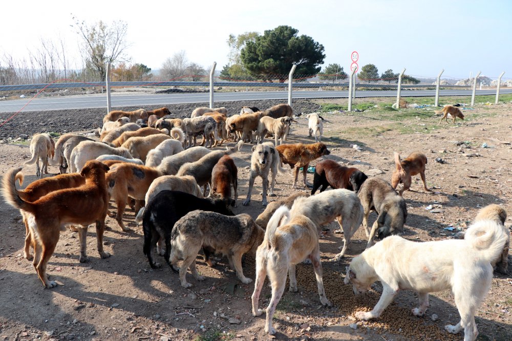Kısıtlamada, sokak hayvanlarını nöbetleşe beslediler