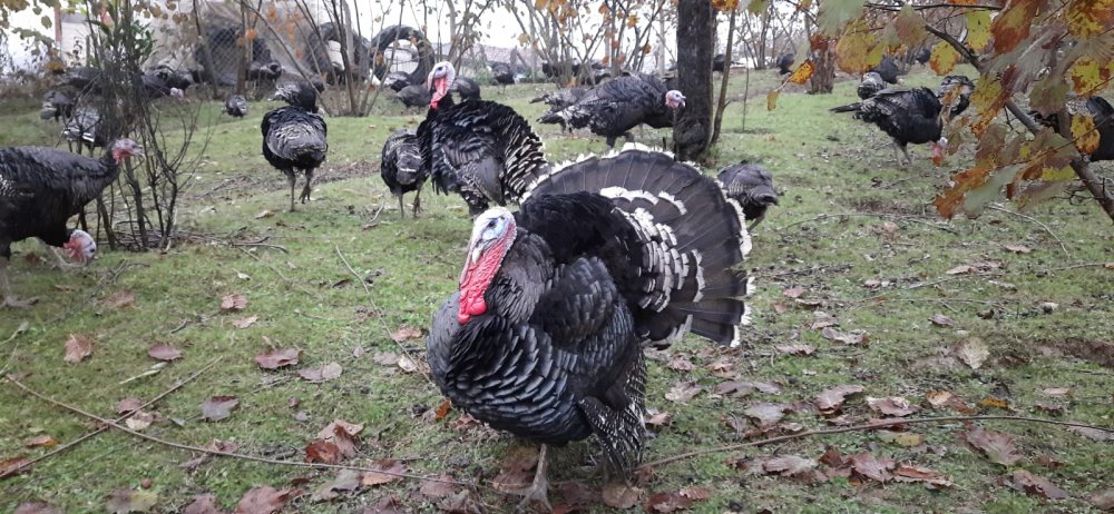 Koronavirüsün hindi satışlarına etkisi