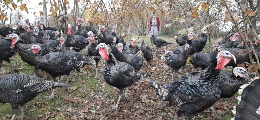 Koronavirüsün hindi satışlarına etkisi