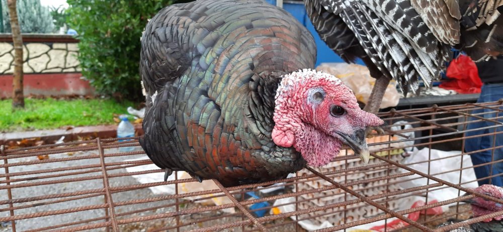 Koronavirüsün hindi satışlarına etkisi