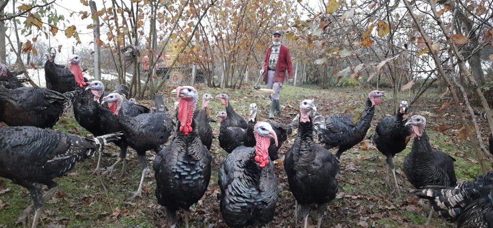Koronavirüsün hindi satışlarına etkisi