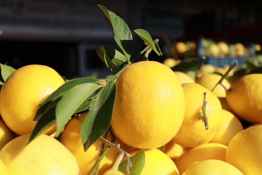 Limon üreticisinden 'market' tepkisi: 1 liraya veriyoruz, 5 liraya satıyorlar