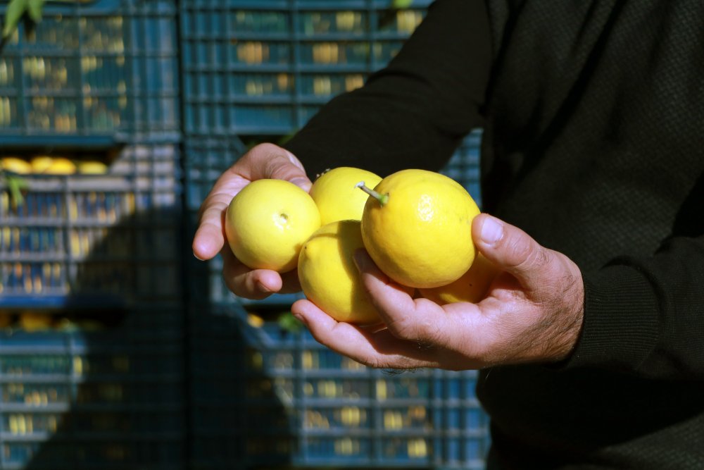 Limon üreticisinden 'market' tepkisi: 1 liraya veriyoruz, 5 liraya satıyorlar