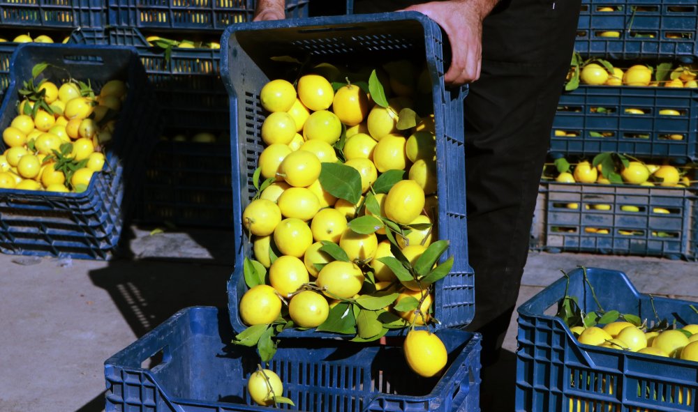 Limon üreticisinden 'market' tepkisi: 1 liraya veriyoruz, 5 liraya satıyorlar