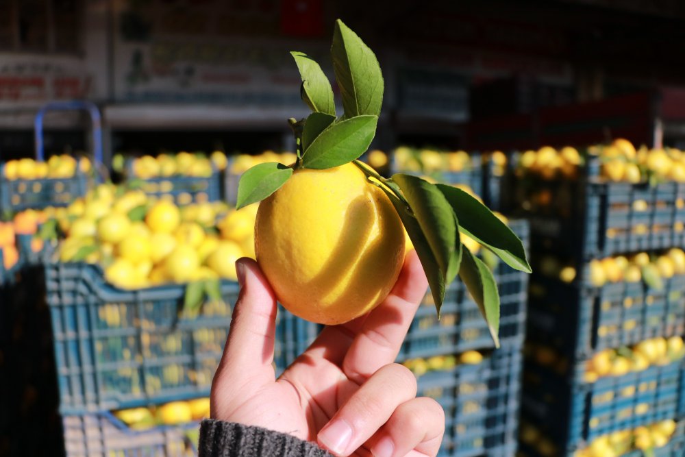 Limon üreticisinden 'market' tepkisi: 1 liraya veriyoruz, 5 liraya satıyorlar