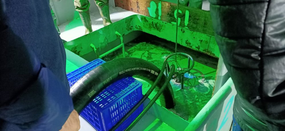 Rize'de yasal boy sınırı altındaki 21 ton hamsiye el konuldu