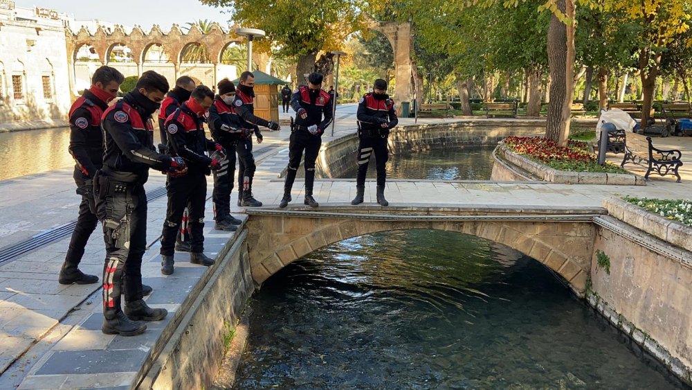 Şanlıurfa’da yunus timi, balıklara yem