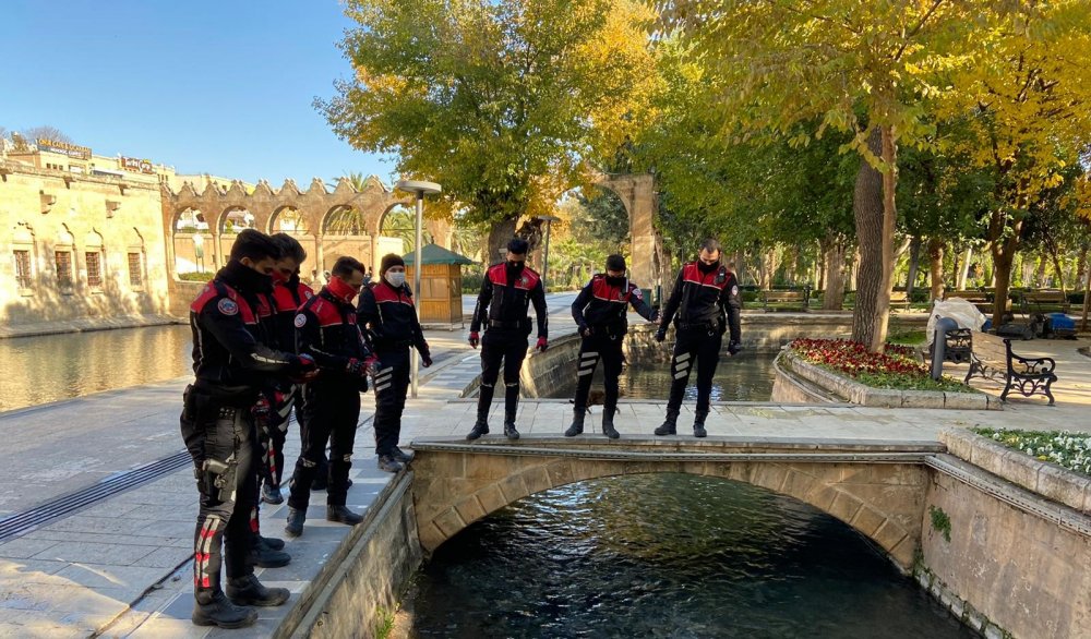 Şanlıurfa’da yunus timi, balıklara yem