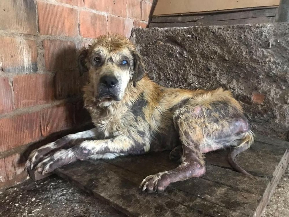 Sokakta bitkin bulduğu 14 kiloluk köpeği, 6 ayda 65 kiloya çıkardı