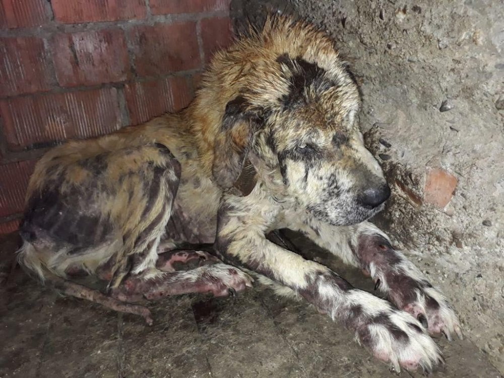 Sokakta bitkin bulduğu 14 kiloluk köpeği, 6 ayda 65 kiloya çıkardı