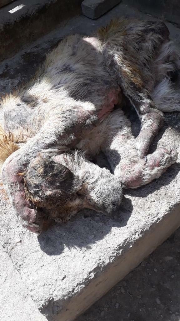Sokakta bitkin bulduğu 14 kiloluk köpeği, 6 ayda 65 kiloya çıkardı