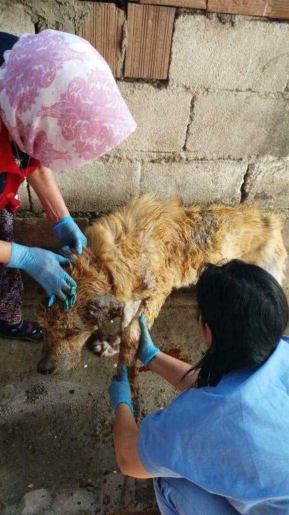 Sokakta bitkin bulduğu 14 kiloluk köpeği, 6 ayda 65 kiloya çıkardı