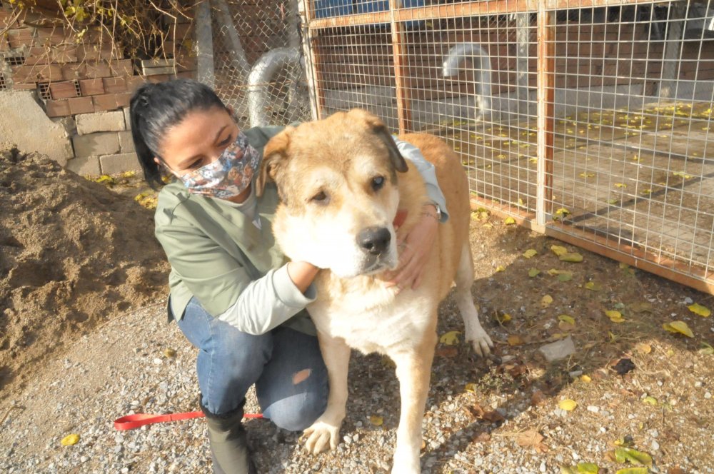 Sokakta bitkin bulduğu 14 kiloluk köpeği, 6 ayda 65 kiloya çıkardı