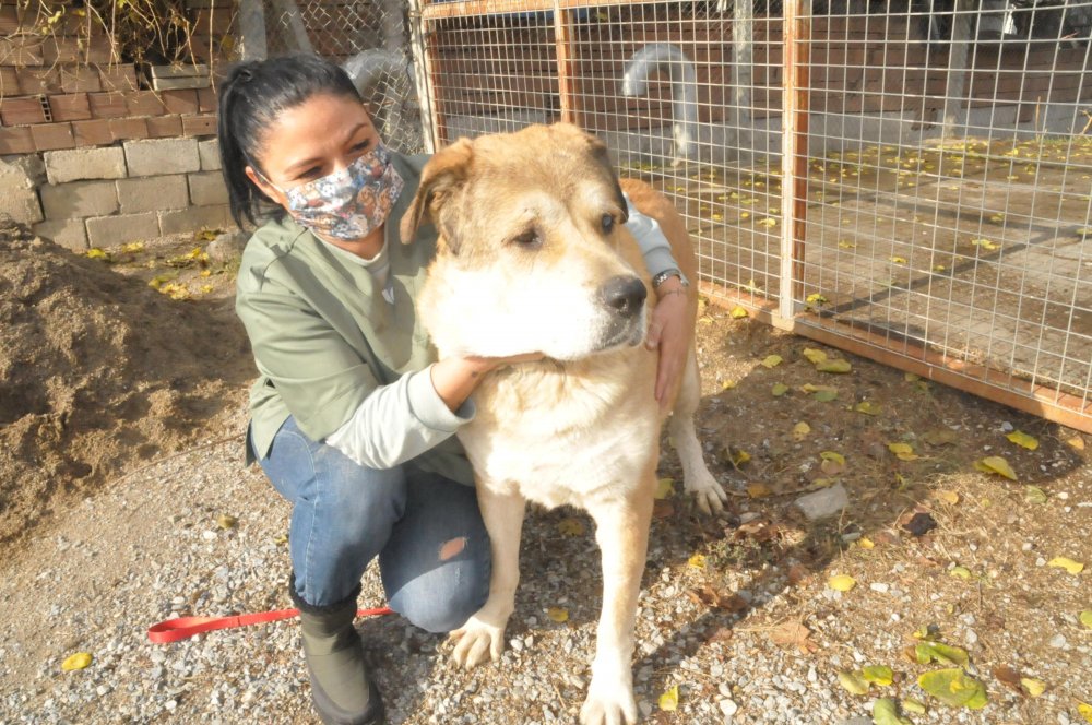 Sokakta bitkin bulduğu 14 kiloluk köpeği, 6 ayda 65 kiloya çıkardı