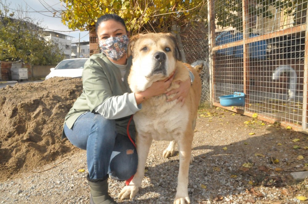 Sokakta bitkin bulduğu 14 kiloluk köpeği, 6 ayda 65 kiloya çıkardı