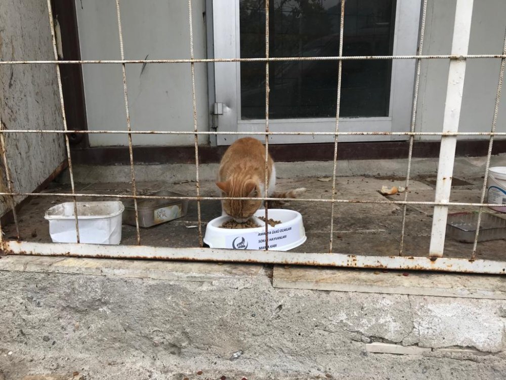 Amasya'da kısıtlamada sokak hayvanları unutulmadı